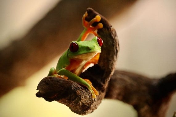 [John Matuszewski’s (SFS ‘25) photo of a Red-eyed Tree Frog on SIT Panama: Tropical Ecology, Marine Ecosystems, and Biodiversity Conservation.]