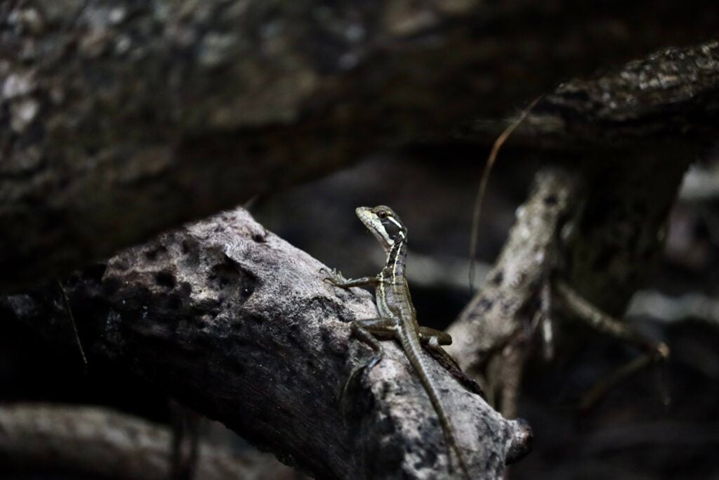 A black and white lizard on top of a branch between the trees