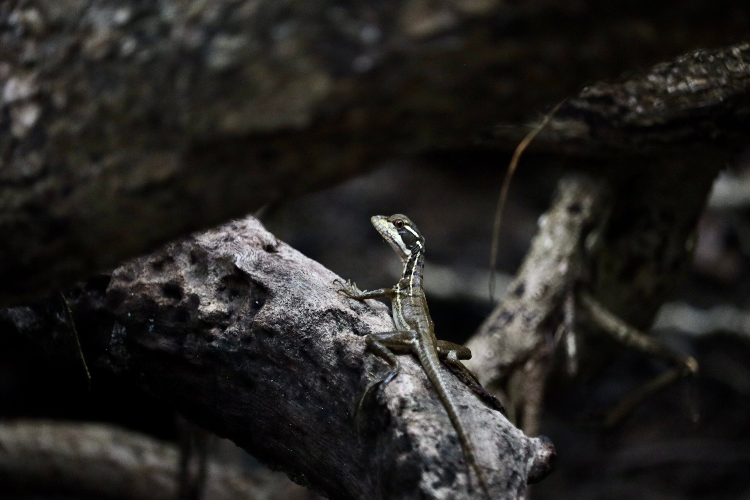 A black and white lizard on top of a branch between the trees