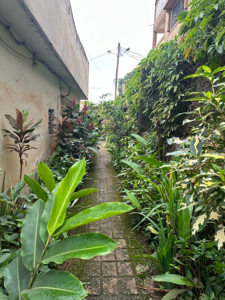 A tile pathway outside of a house lined with leafy plants on both sides