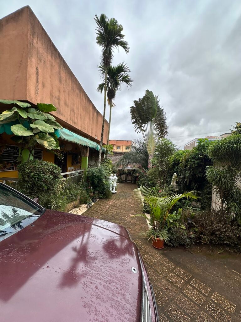 A wide shot photo displays a garden full of leafy plants behind a maroon colored car.